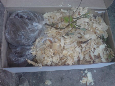 Упаковка саженцев клематиса перед отправкой