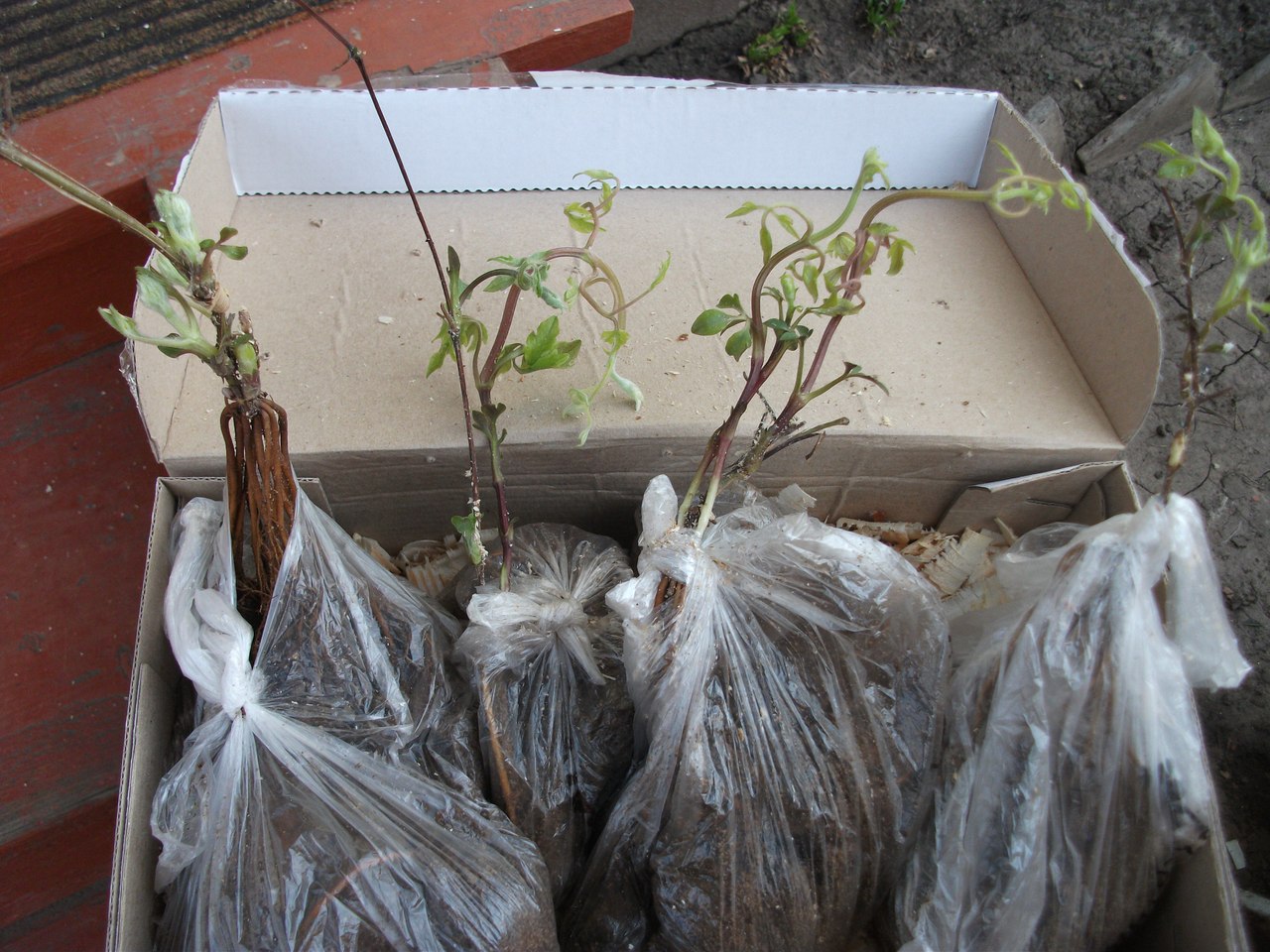 Посылка с клематисами с открытой корневой системой