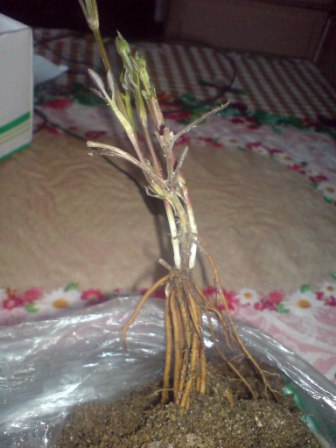 Укоренённый черенок клематиса в конце марта