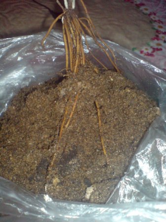 Однолетний саженец клематиса в конце марта