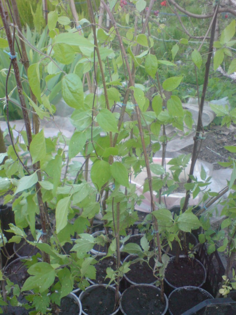 Подрощенные саженцы клематиса в контейнерах