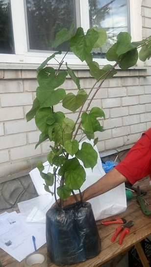 Саженец церциса канадского