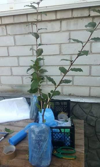 Саженцы гуми