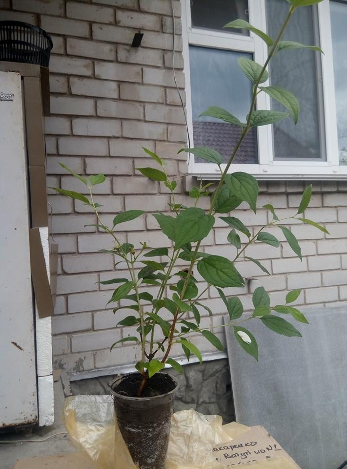 Саженцы жасмина (чубушника)