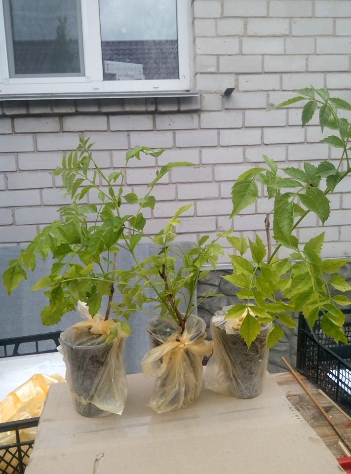 Саженцы кампсиса