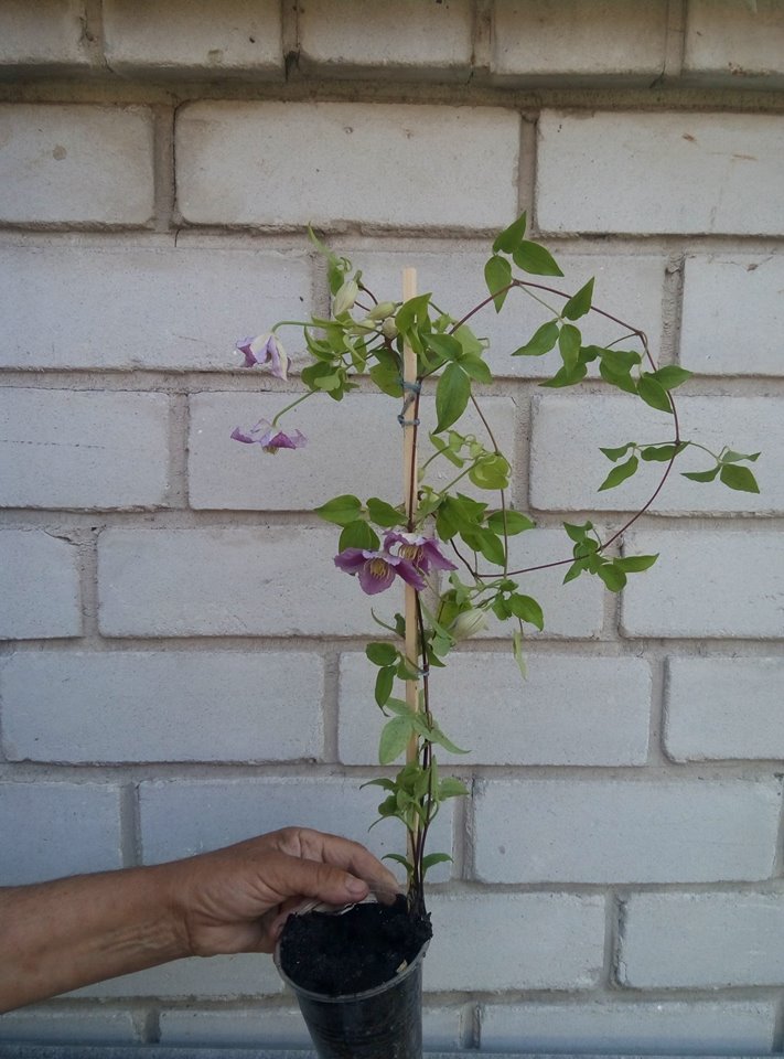 Двухлетний саженец клематиса