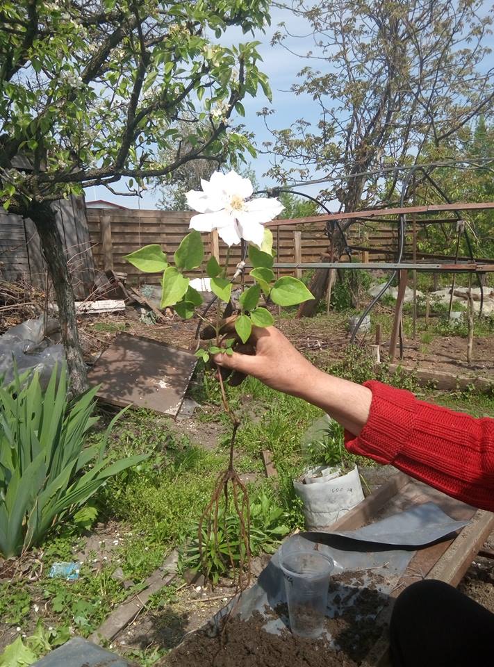 Саженец клематиса в мае