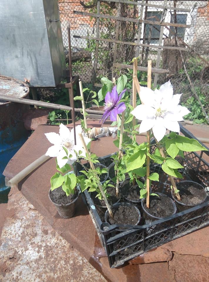 Группа саженцев клематиса в контейнерах