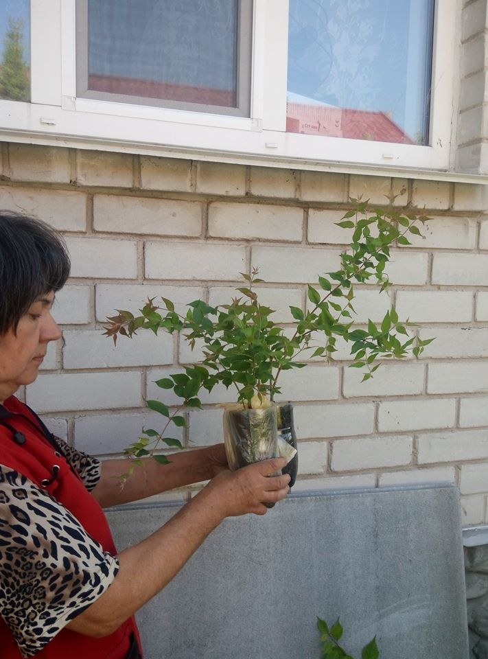 Саженцы кольквиции