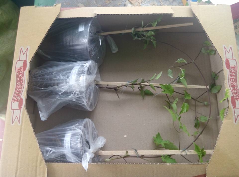 Посылка с клематисами — пример упаковки 1